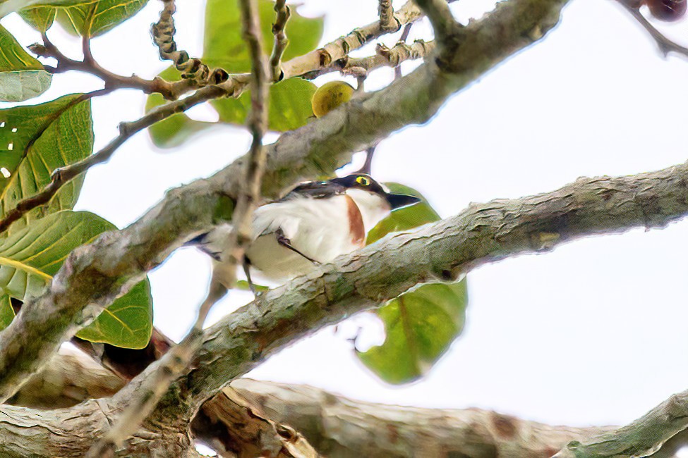 West African Batis - Jeanne Verhulst