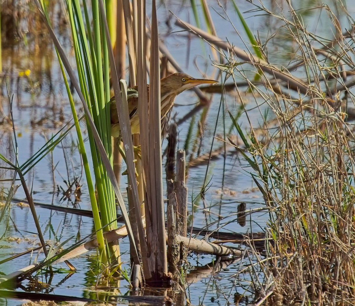 Least Bittern - David Hall