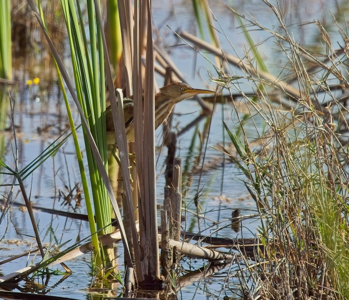 Least Bittern - David Hall