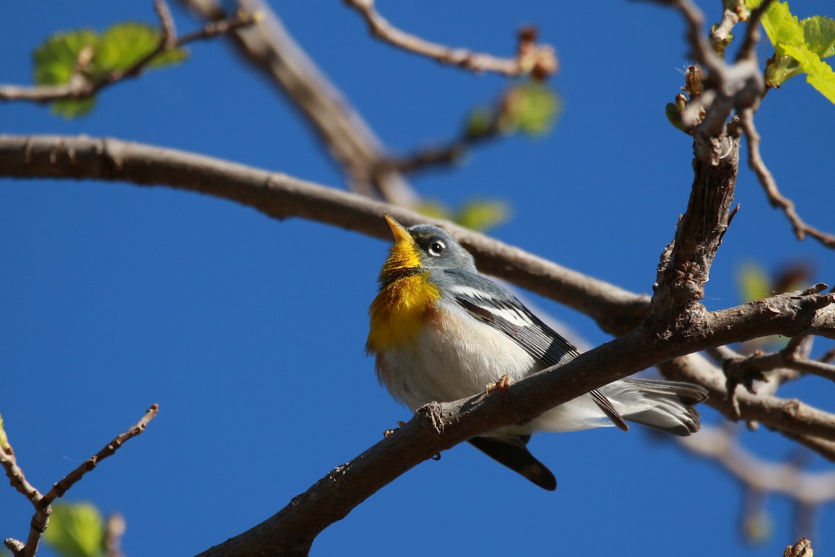 Northern Parula - Jesse Pline