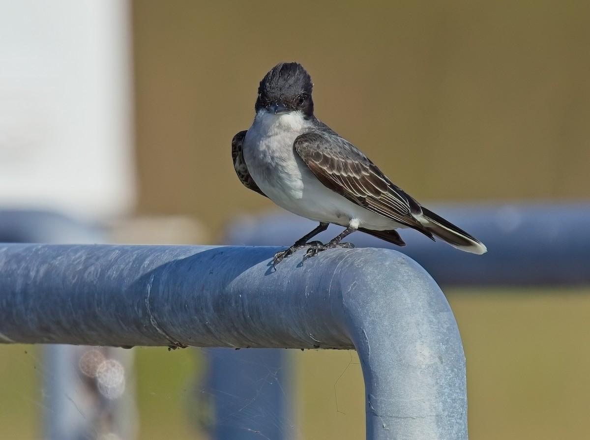 Eastern Kingbird - David Hall