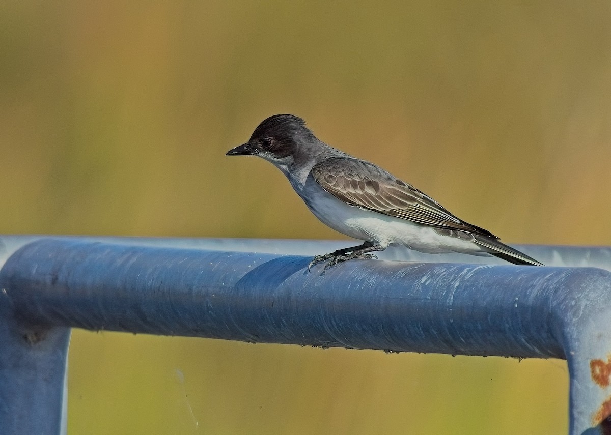 Eastern Kingbird - David Hall