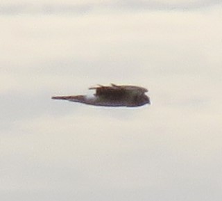 Northern Harrier - Roger Debenham