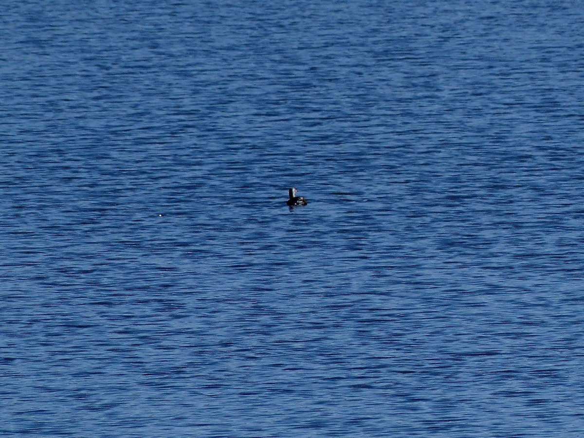 Pied-billed Grebe - ML617875667