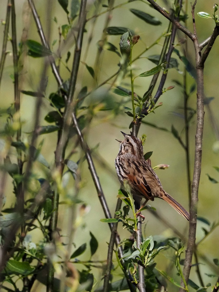 Song Sparrow - ML617875706