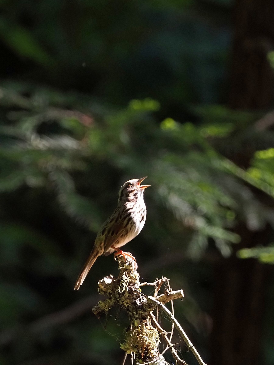 Song Sparrow - ML617875715