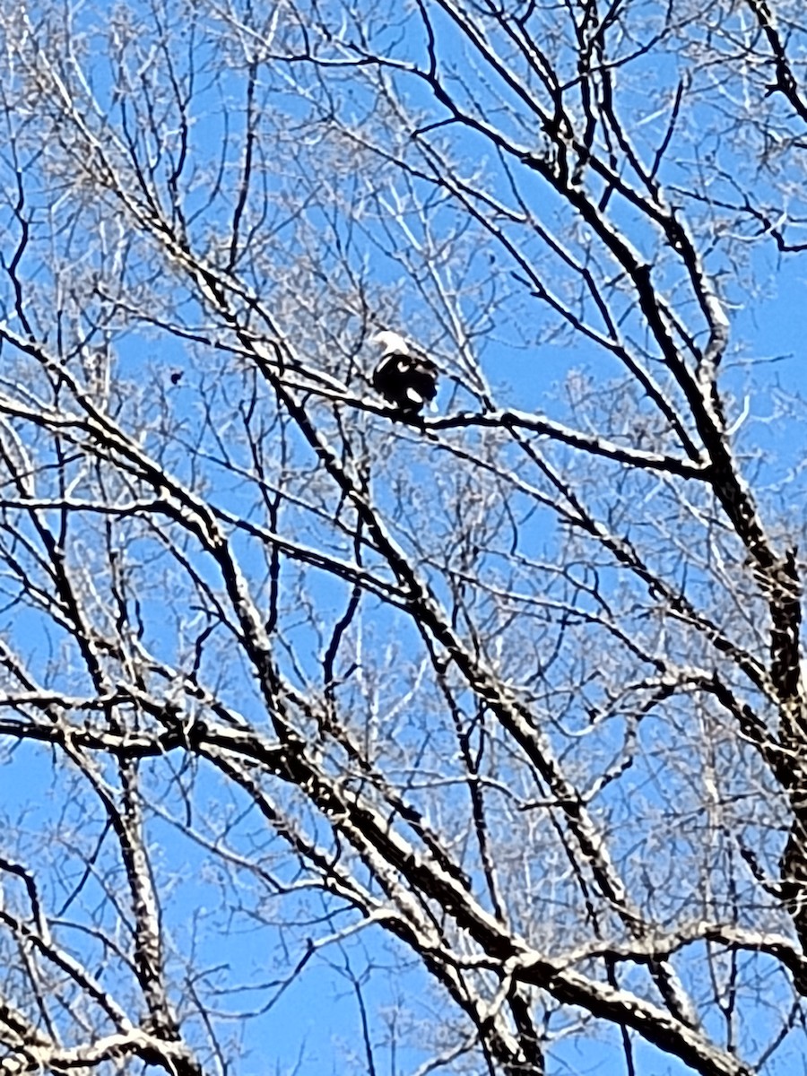 Bald Eagle - Joseph MacConnell