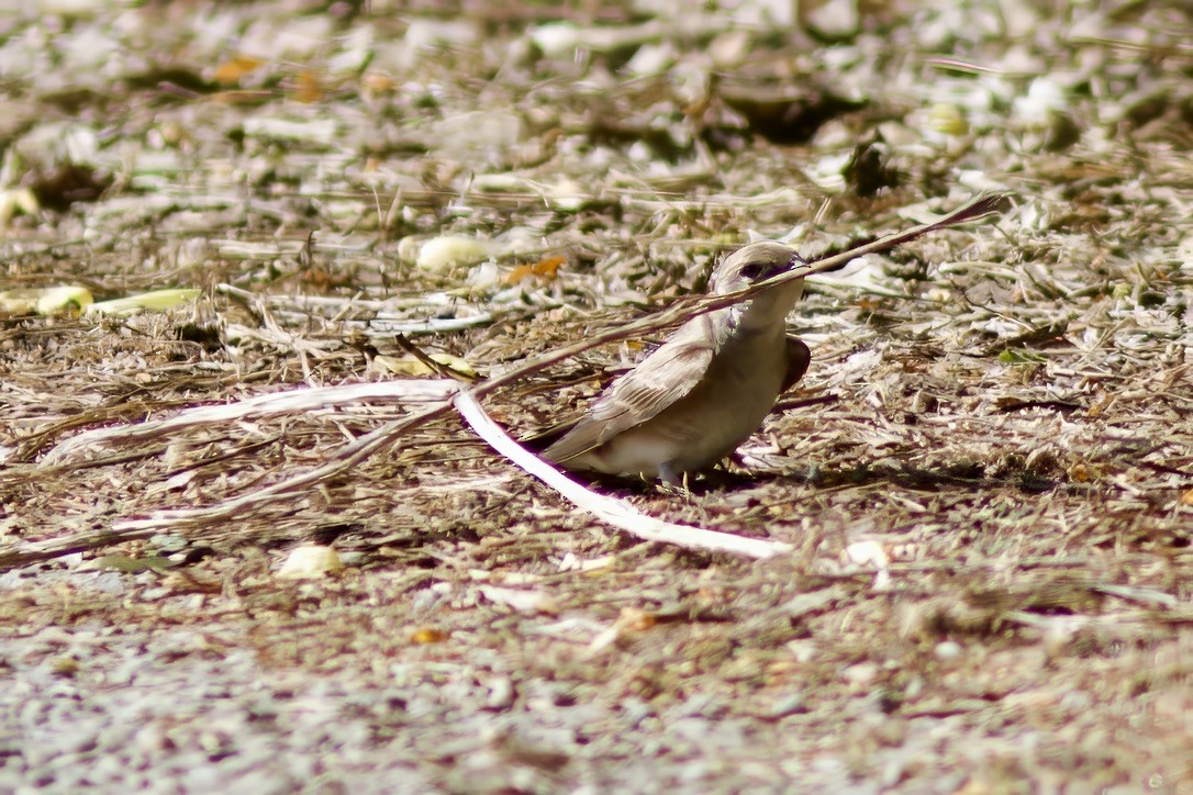 Northern Rough-winged Swallow - Owen Krout