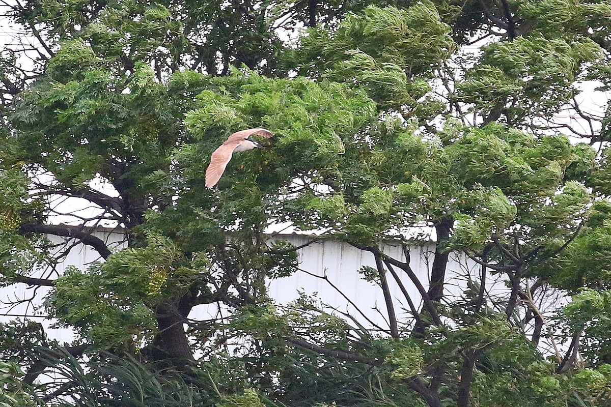 Nankeen Night Heron - ML617875794