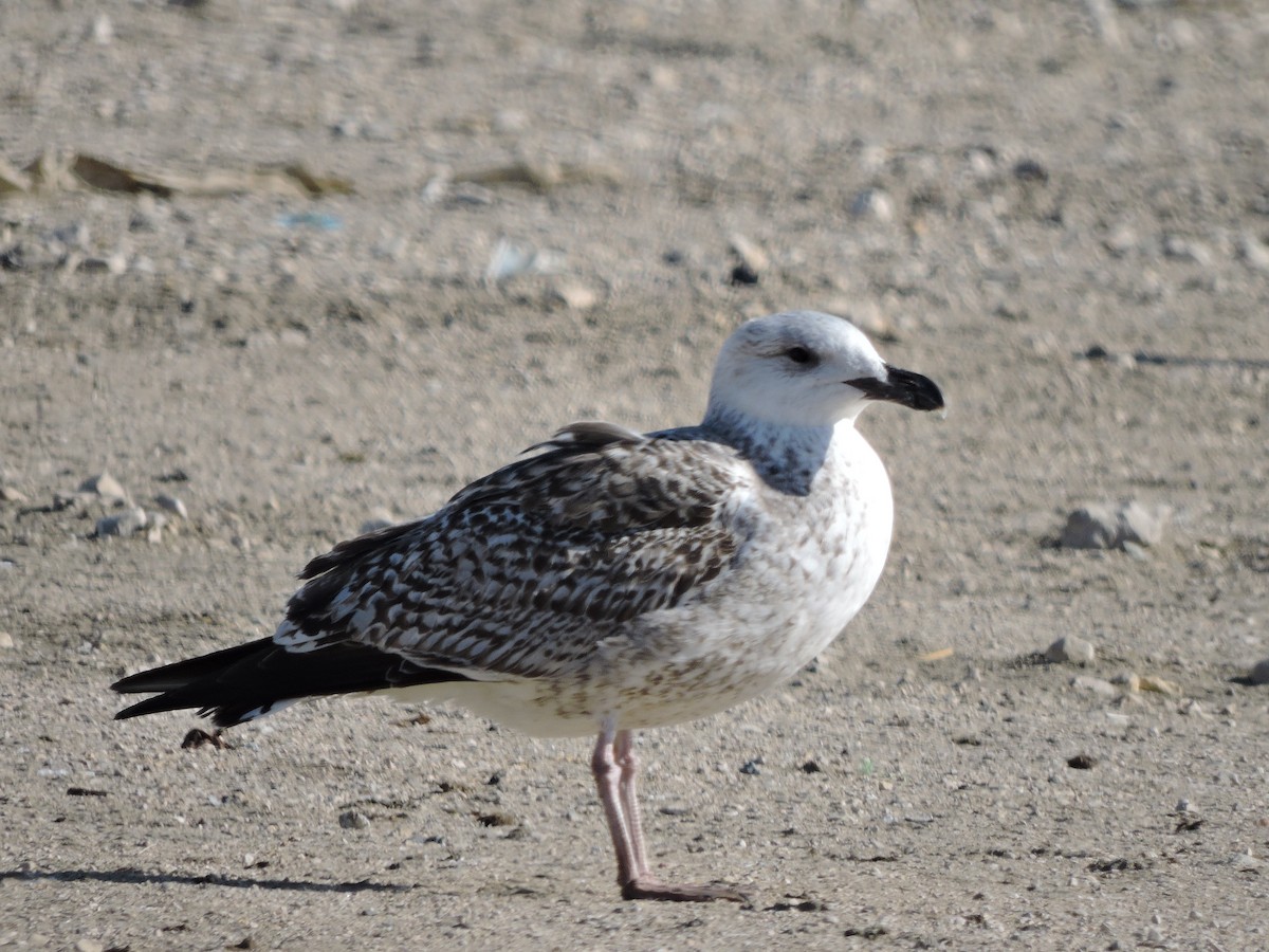 Great Black-backed Gull - Cal Cuthbert