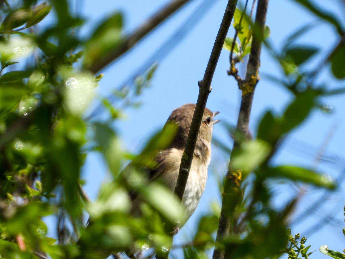 Garden Warbler - ML617875842