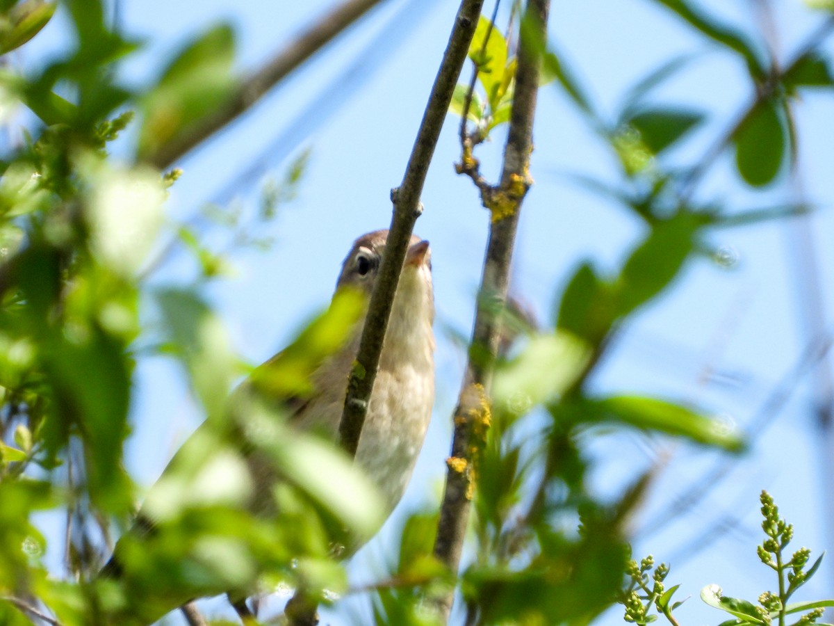 Garden Warbler - ML617875843