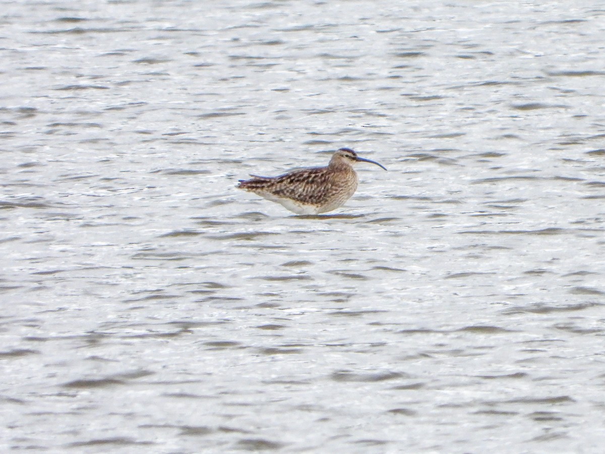 Whimbrel - ML617875863