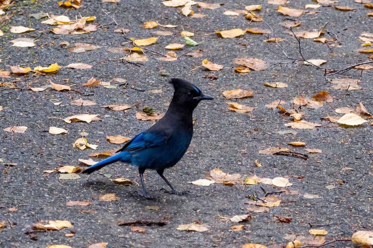 Steller's Jay - Darrell Lawson