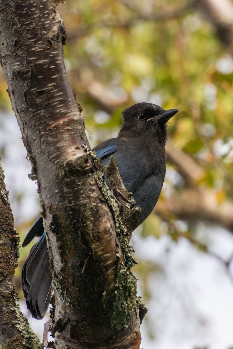 Steller's Jay - Darrell Lawson