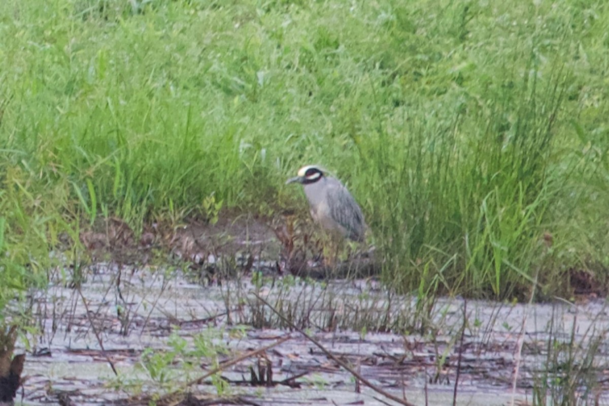 Yellow-crowned Night Heron - ML617876046