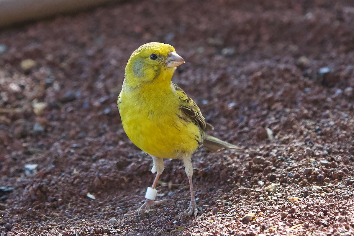 Island Canary (Domestic type) - ML617876053