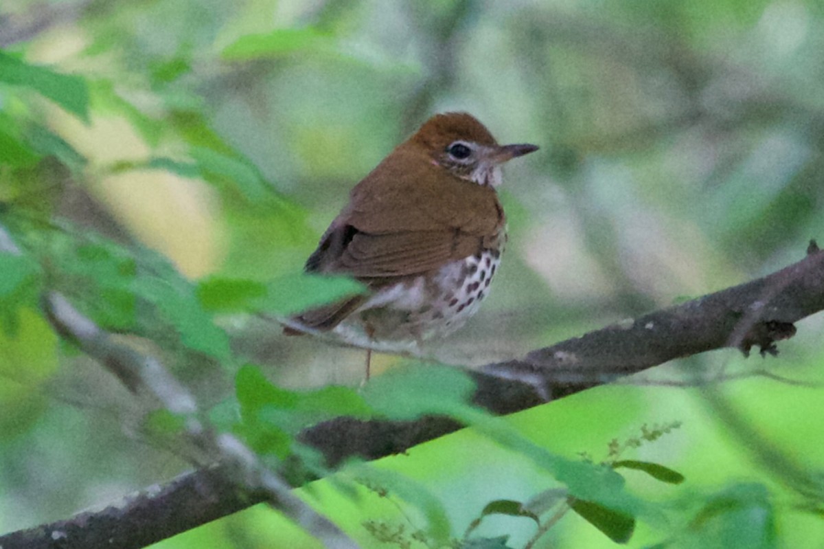 Wood Thrush - ML617876056