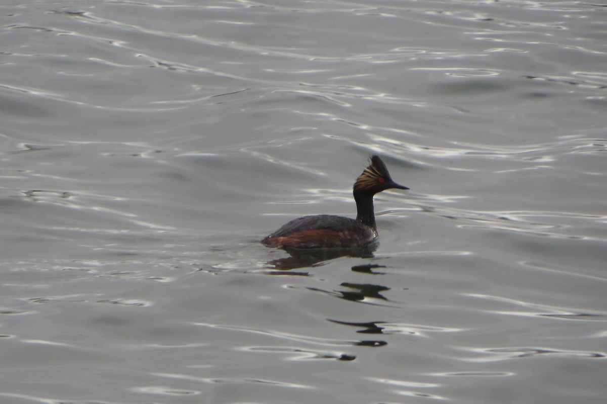 Eared Grebe - Puffins 4Life