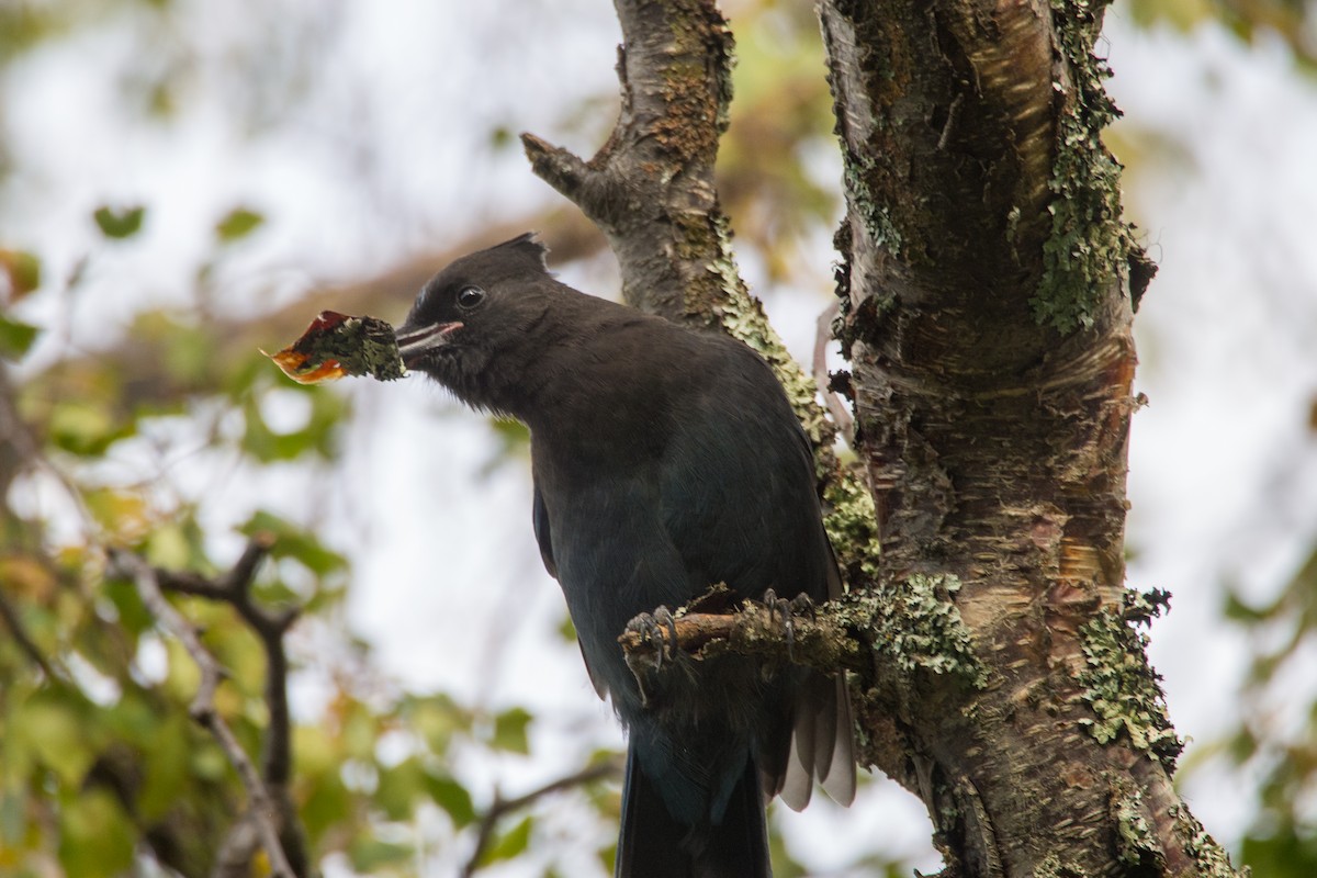 Steller's Jay - ML617876073