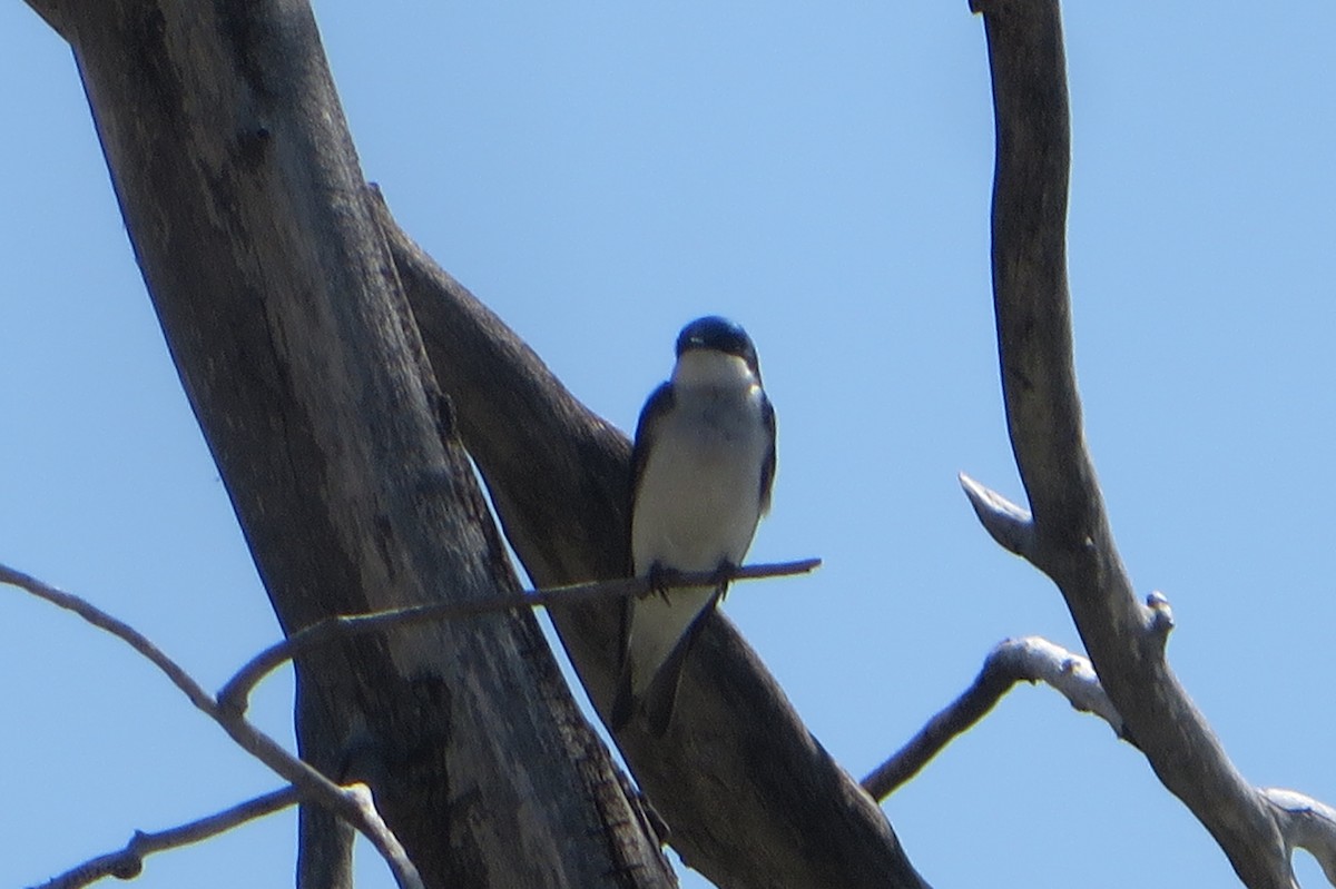 Tree Swallow - Puffins 4Life