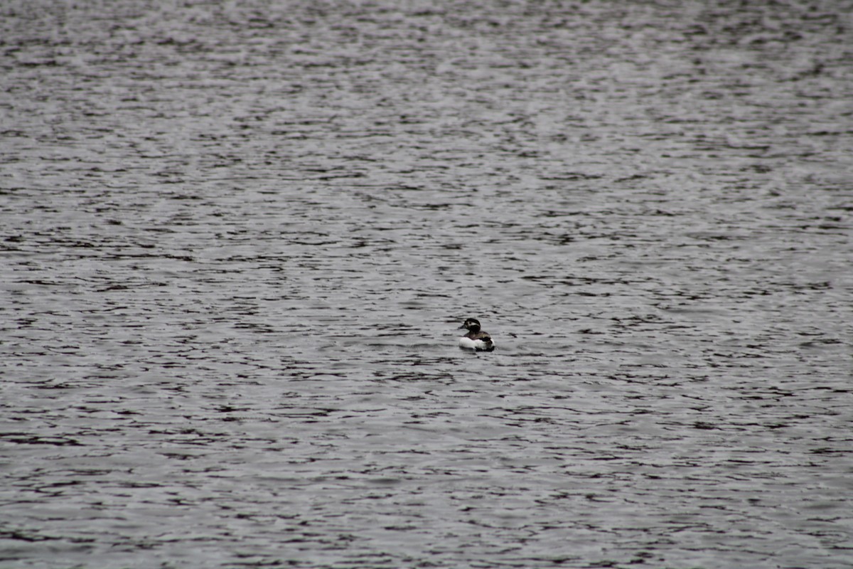 Long-tailed Duck - ML617876151