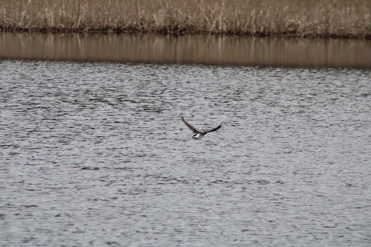 Long-tailed Duck - ML617876152