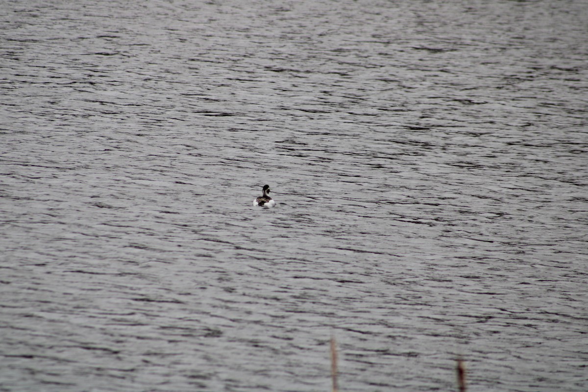 Long-tailed Duck - ML617876176