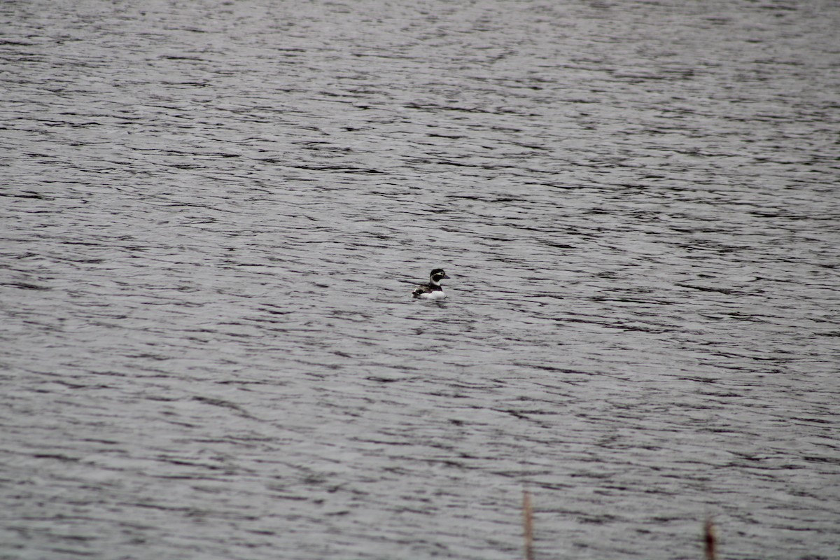 Long-tailed Duck - ML617876177