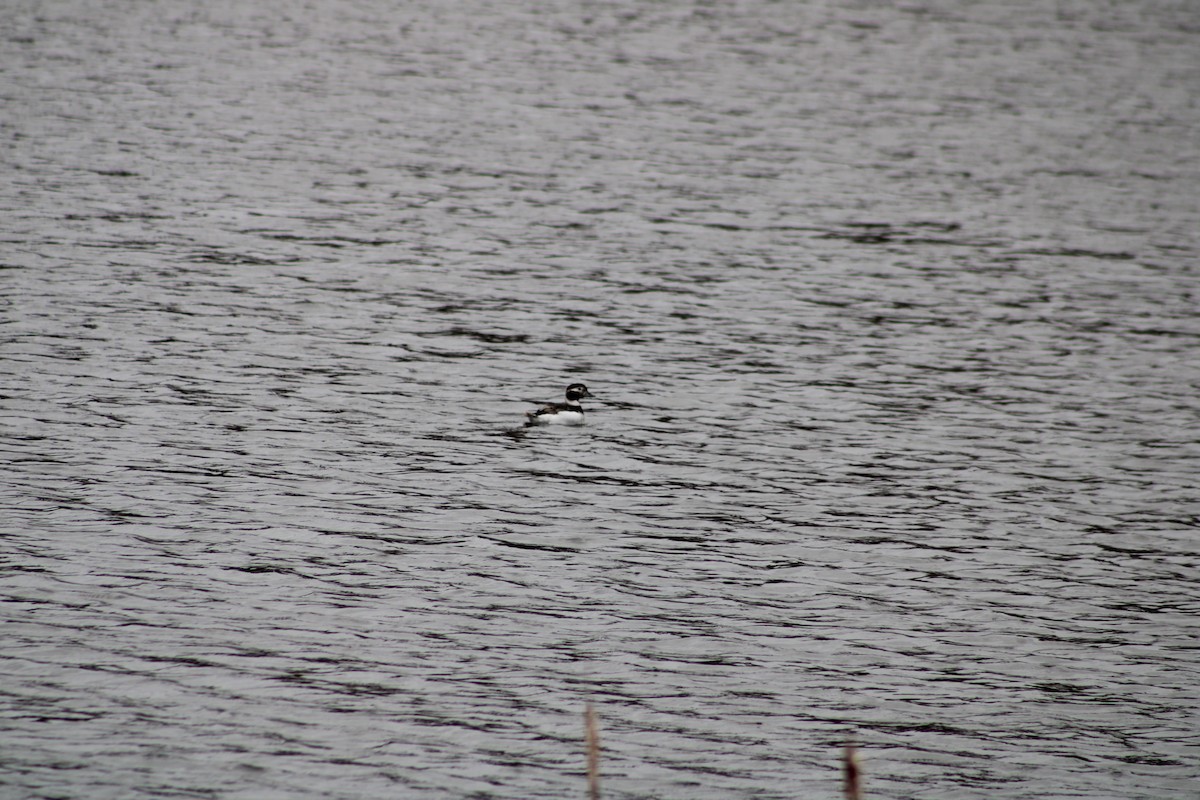 Long-tailed Duck - ML617876178