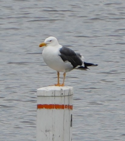 Gaviota de Cortés - ML617876267