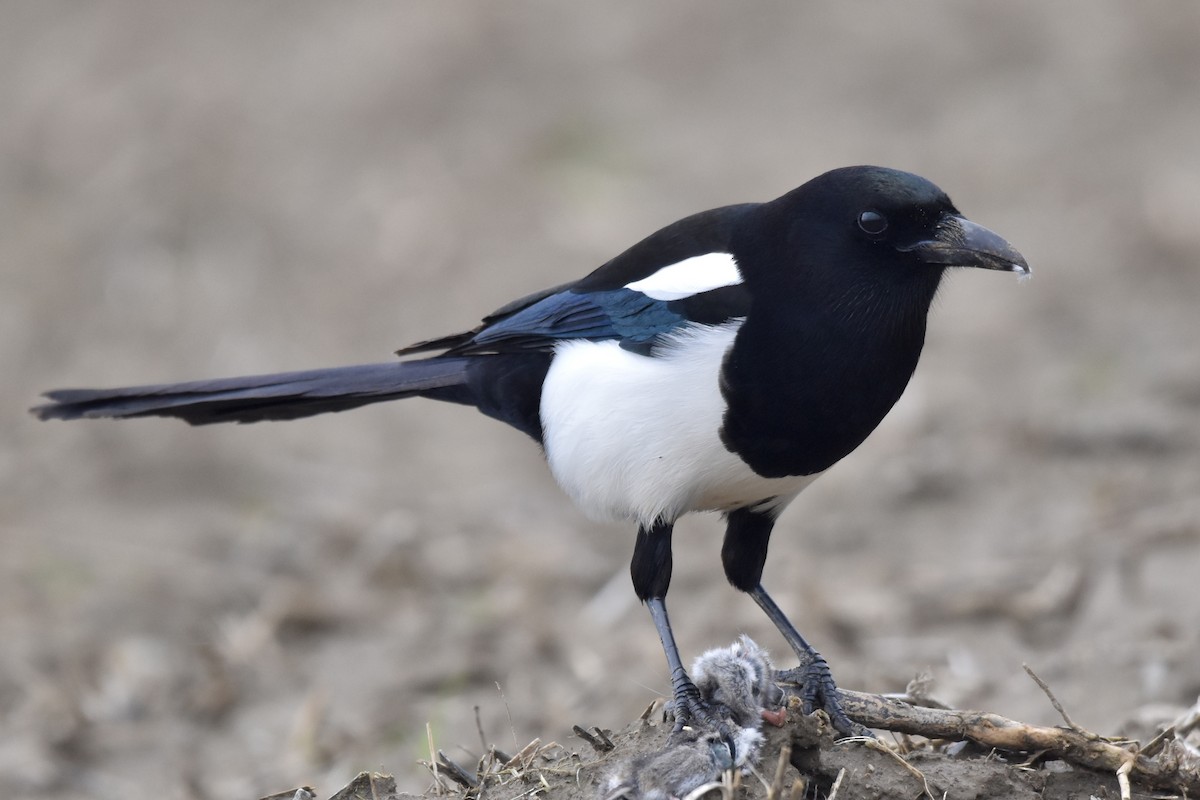 Black-billed Magpie - Kevin Gevaert