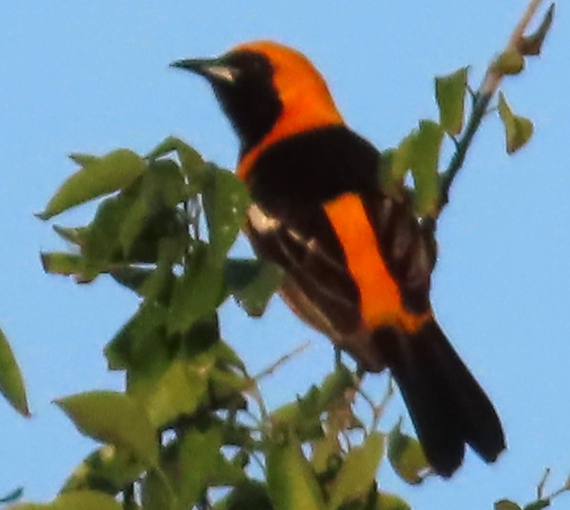 Oriole masqué - ML617876306