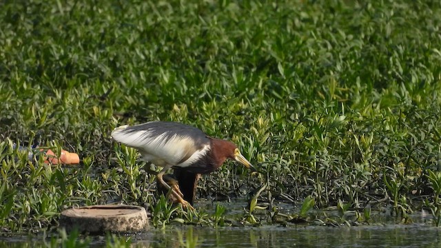 Chinese Pond-Heron - ML617876330