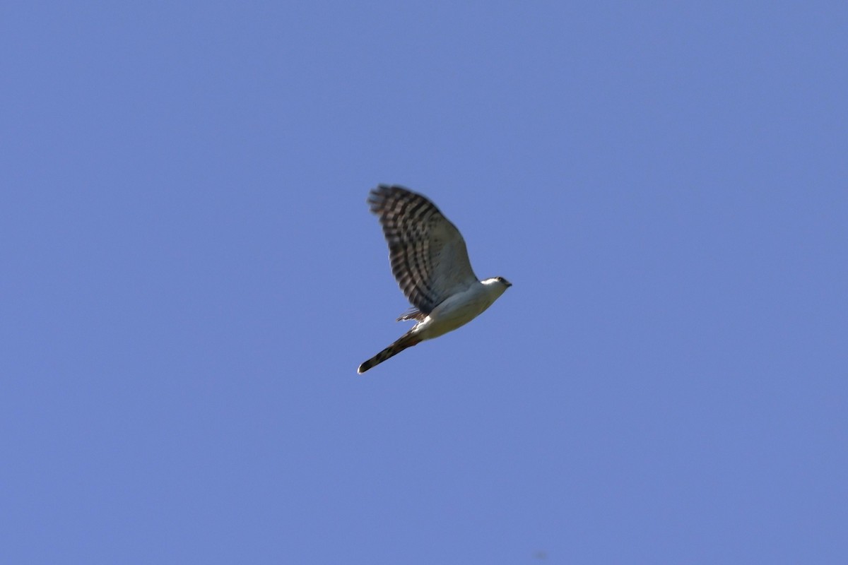 Sharp-shinned Hawk (White-breasted) - Charles Davies