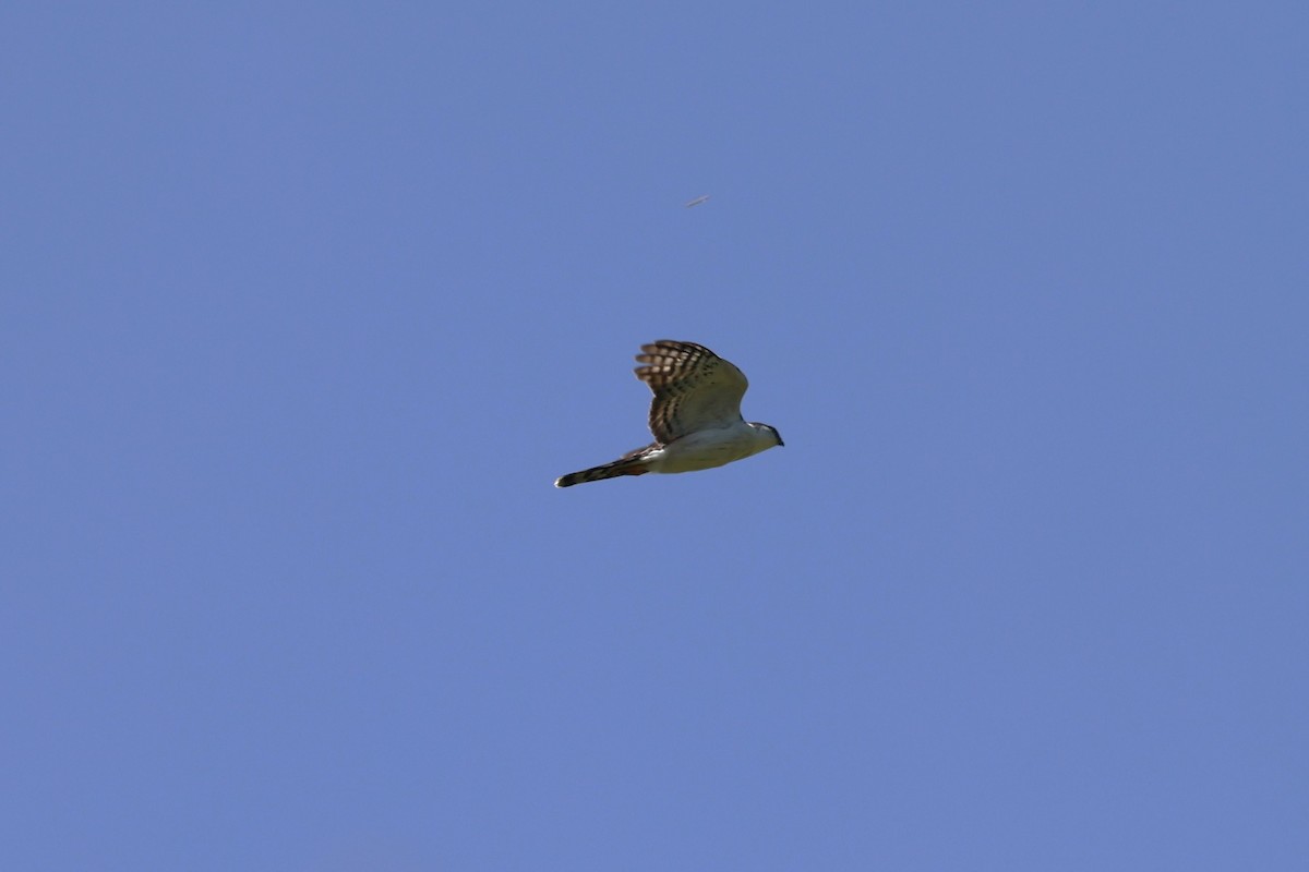 Sharp-shinned Hawk (White-breasted) - Charles Davies