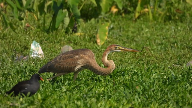 Purple Heron - ML617876344