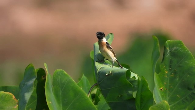 Amur Stonechat - ML617876351