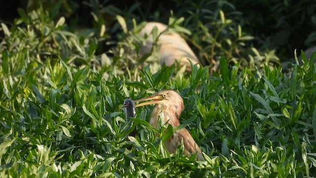 Yellow Bittern - ML617876356