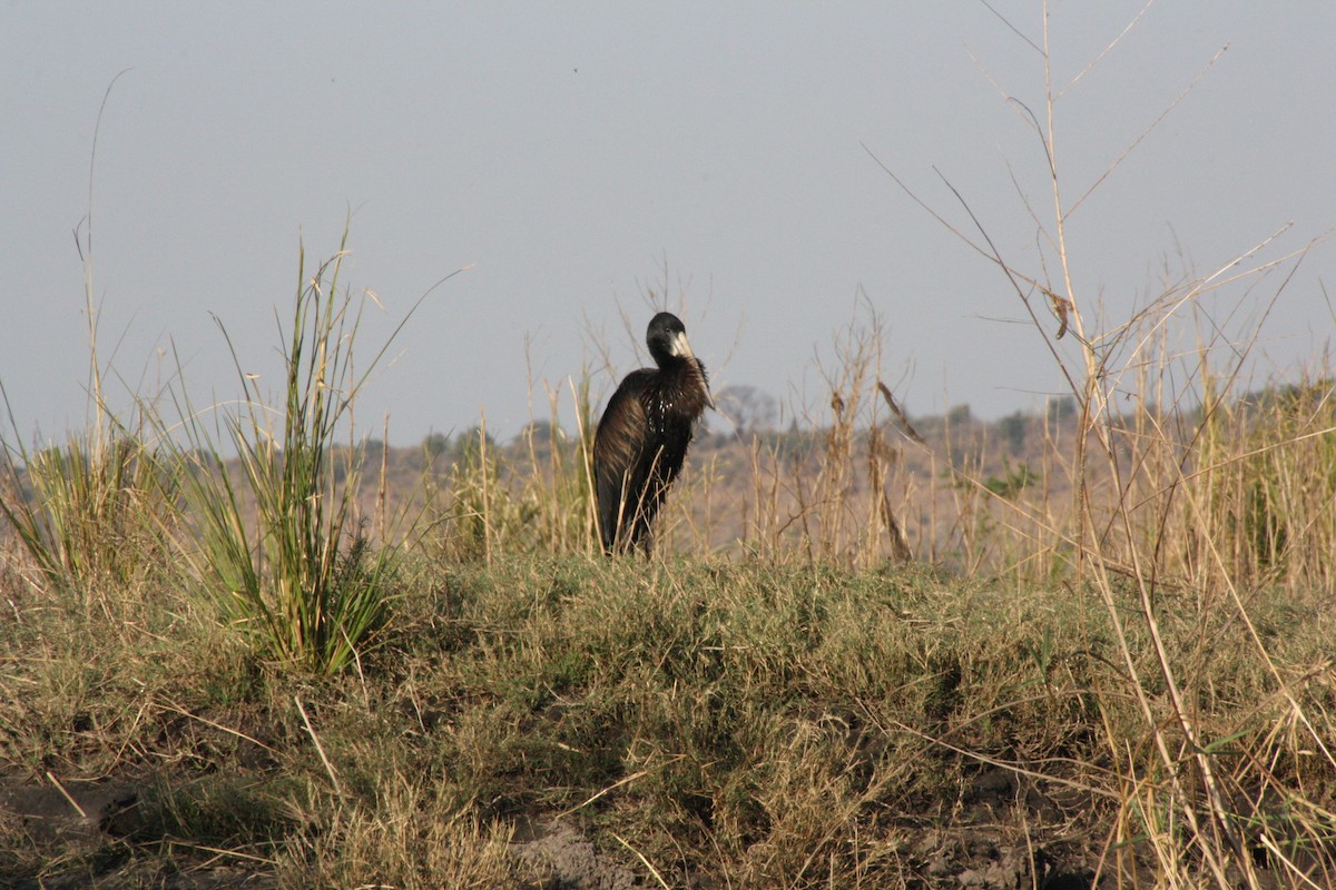 African Openbill - ML617876359