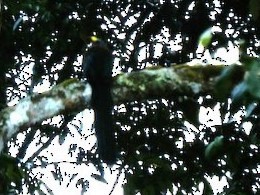 Green-billed Coucal - ML617876387