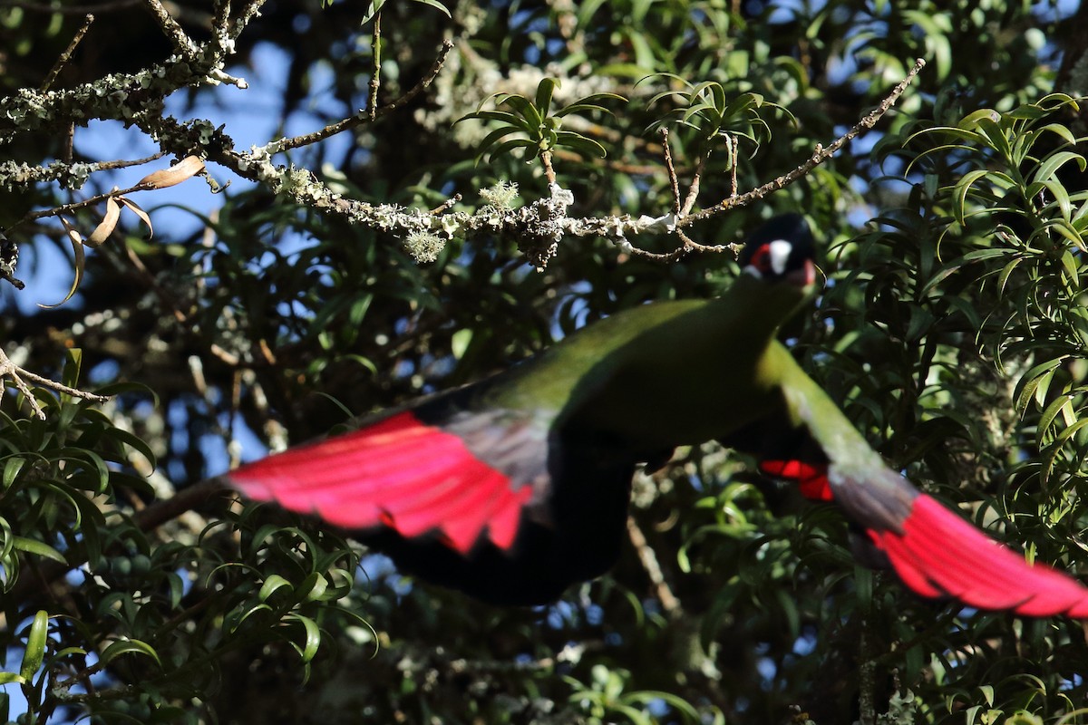 Turaco de Hartlaub - ML617876395