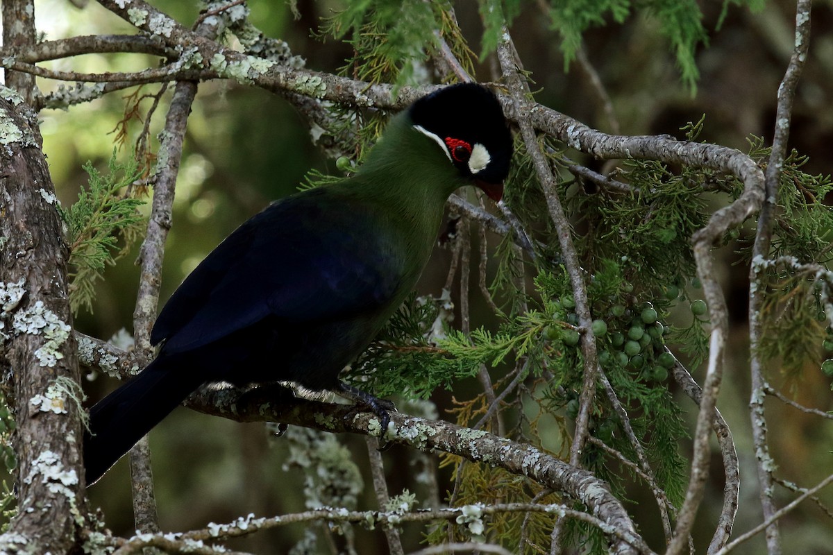 Hartlaub's Turaco - ML617876396