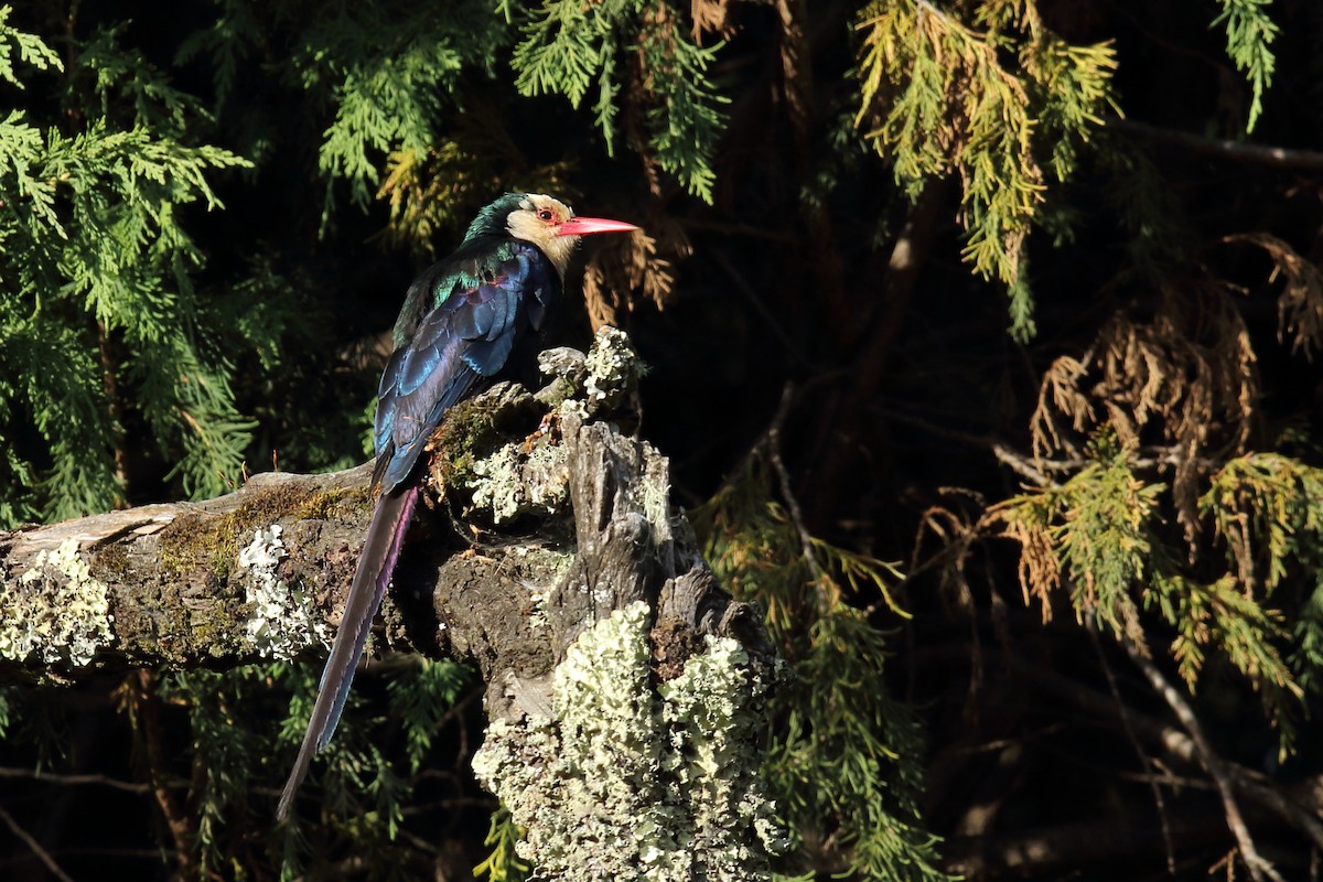 White-headed Woodhoopoe - ML617876403
