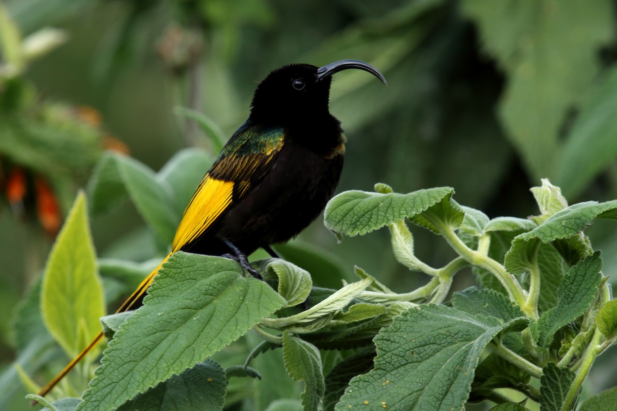 Golden-winged Sunbird - ML617876411