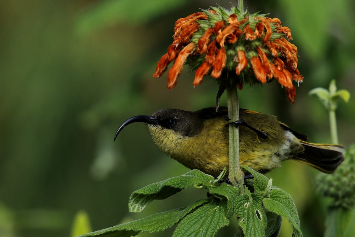 Golden-winged Sunbird - ML617876412