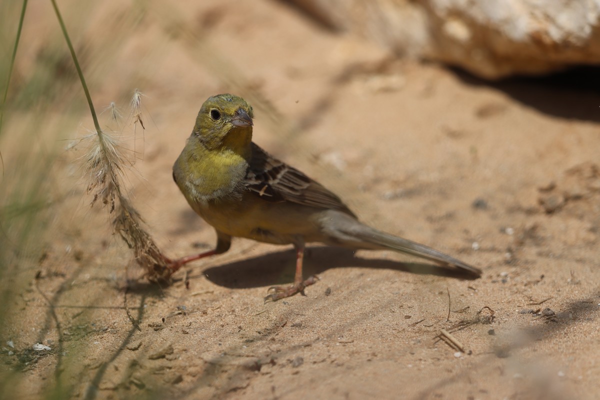 Cinereous Bunting - Reza Khan