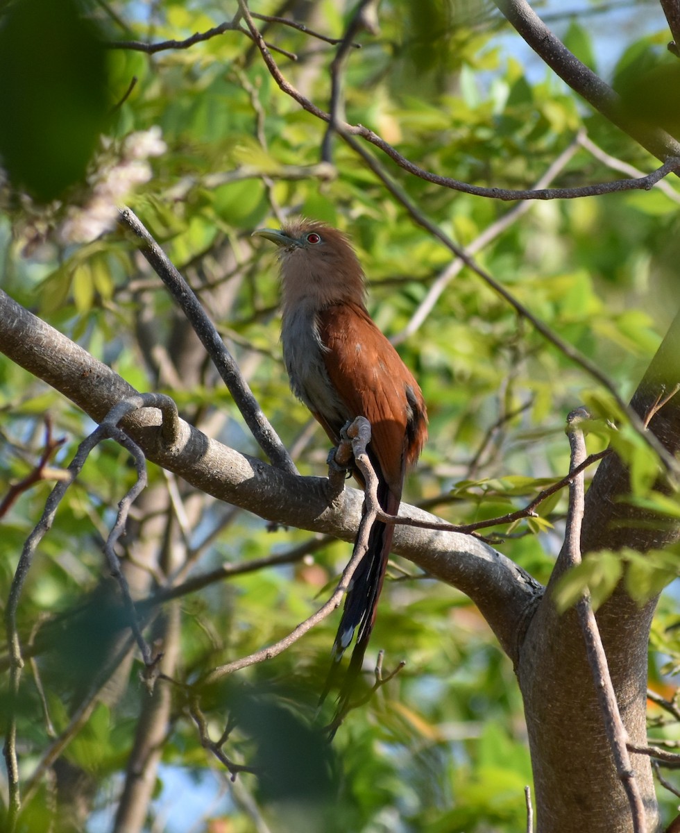 Squirrel Cuckoo (Middle America) - ML617876513