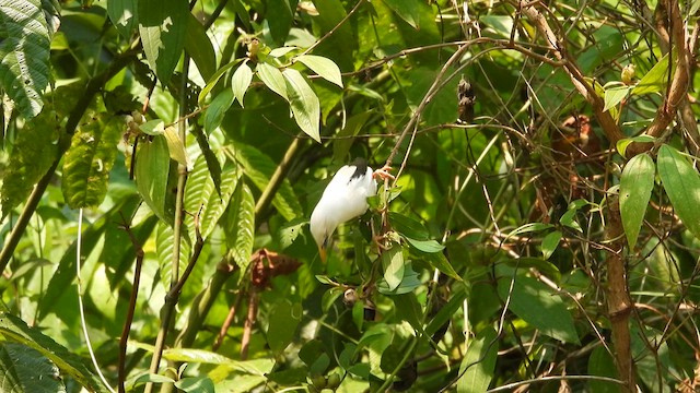 White-headed Starling - ML617876544