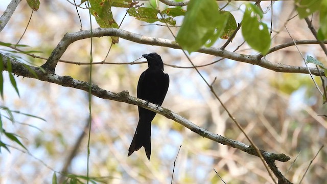 Drongo des Andaman - ML617876570